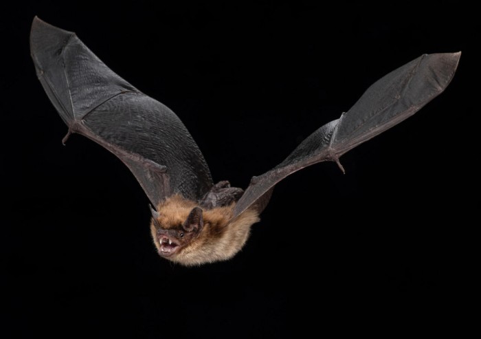 Big-Brown-Bat.jpg