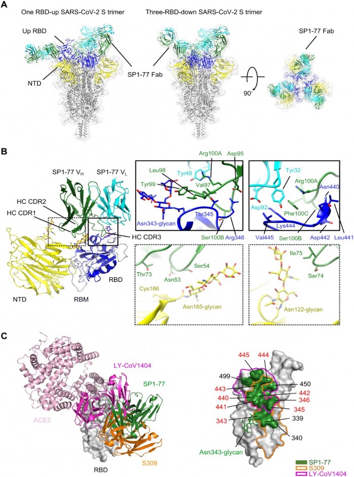 sciimmunol.add5446-f4.jpg