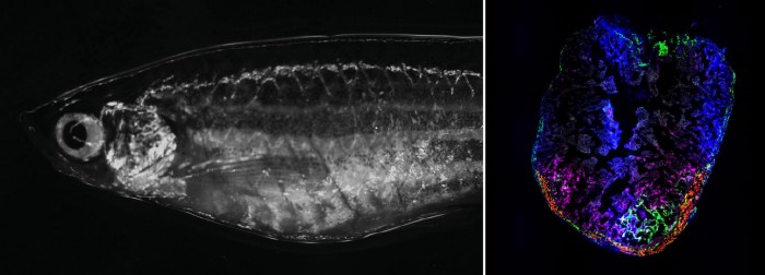 Zebrafish-Cryoinjury.jpg