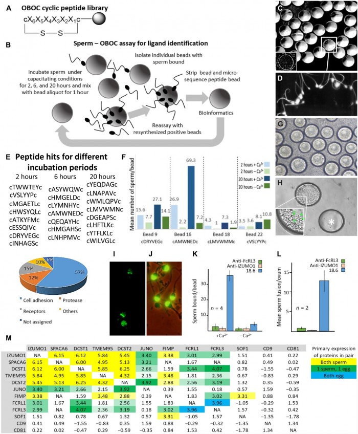 sciadv.abn0047-f1.jpg