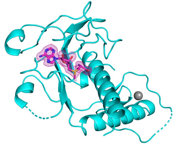 3D-Structure-of-SARS-CoV-2-nsp14-Methyltransferase-Domain.jpg