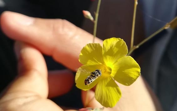 Pollinator-Visiting-Linum-tenue.jpg