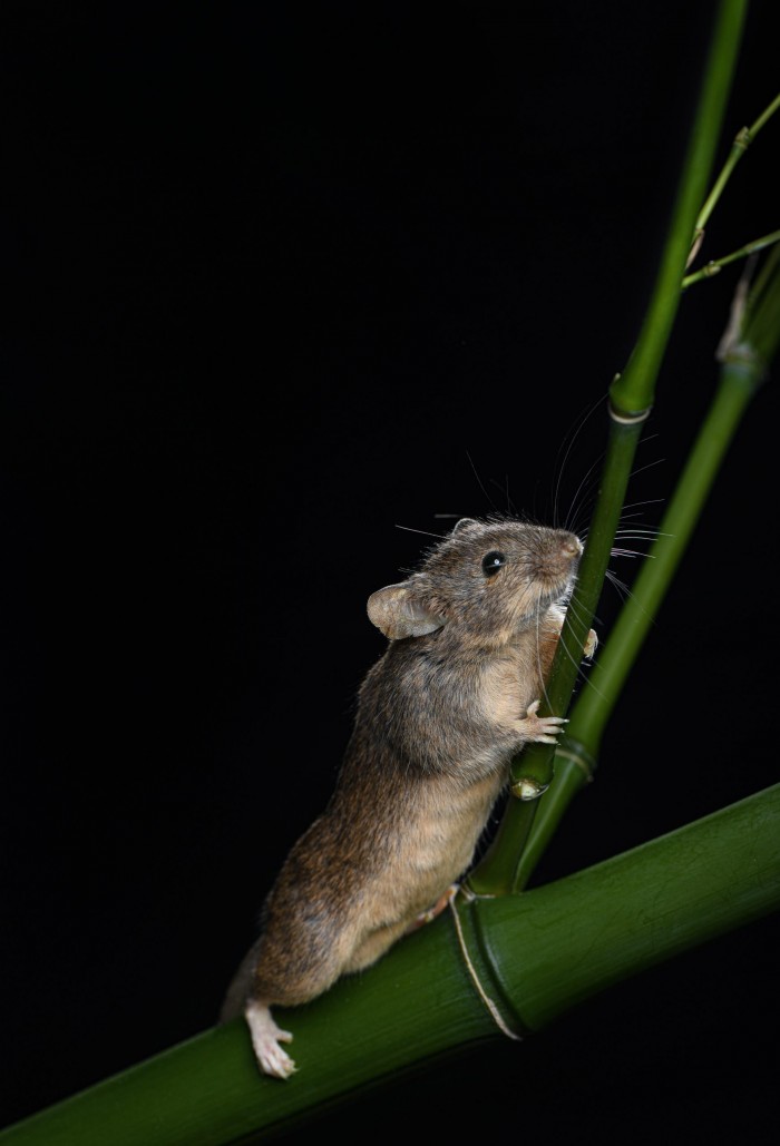 Engineered-Karyotype-Mice-scaled.jpg