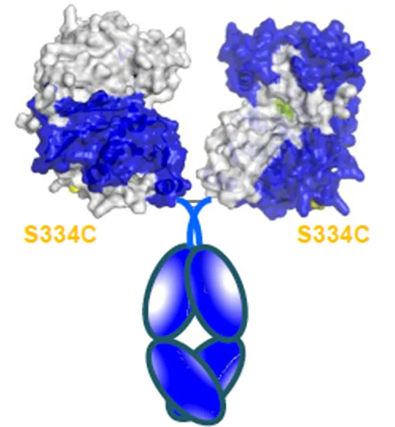 Engineered-Enzyme-Against-Antibiotic-Resistant-Anthrax.webp