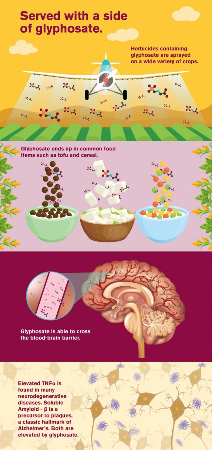 Glyphosate-Effects-Illustration-scaled.jpg