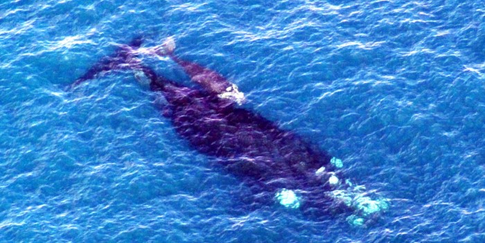 Southern-Right-Whales.jpg