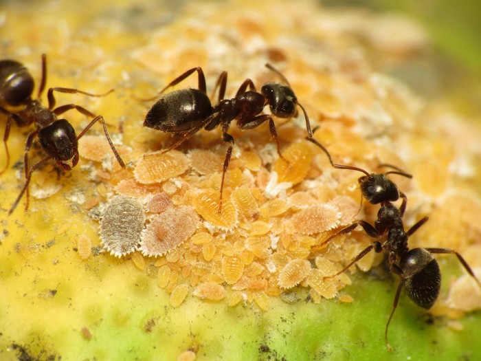 Black_Garden_Ant_tending_Citrus_Mealybug_(16063538972).jpg