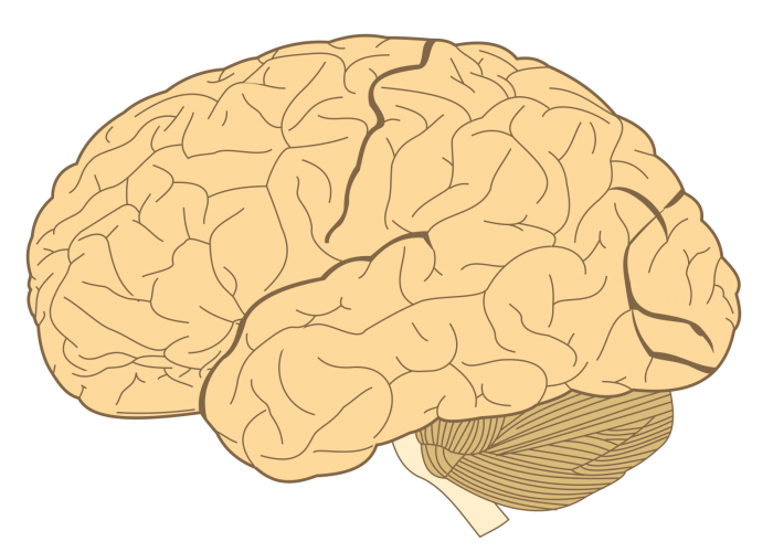 1600px-Human-brain.SVG.png