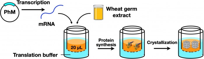 Cell-Free-Protein-Crystallization-CFPC-scaled.jpg