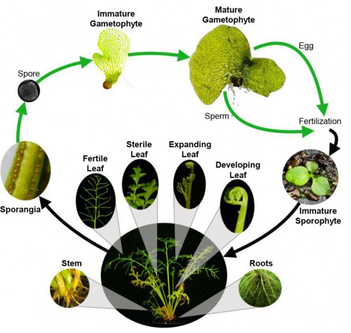 Fern-Lifecycle.jpg