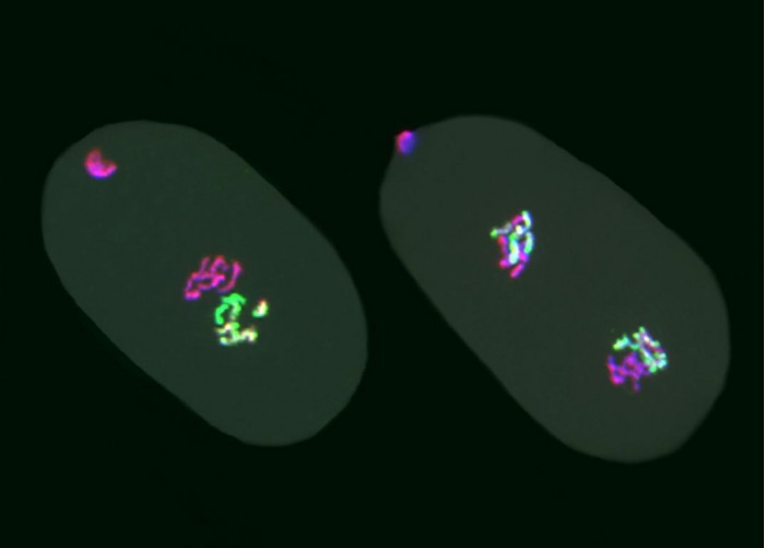 C-elegans-Embryos.jpg