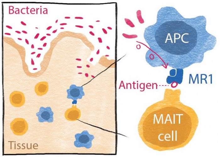 Immune-System-Bacteria.jpg