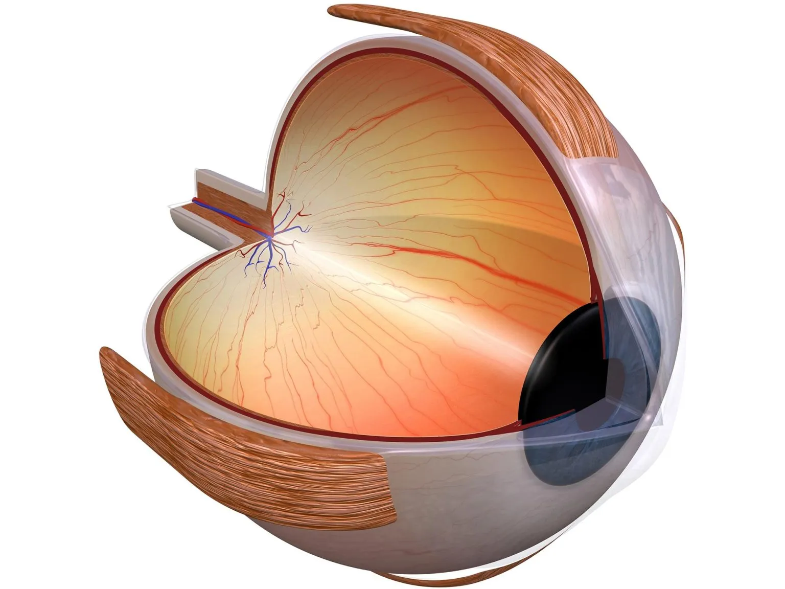 Eye-Retina-Anatomy-Diagram-1536x1152.webp