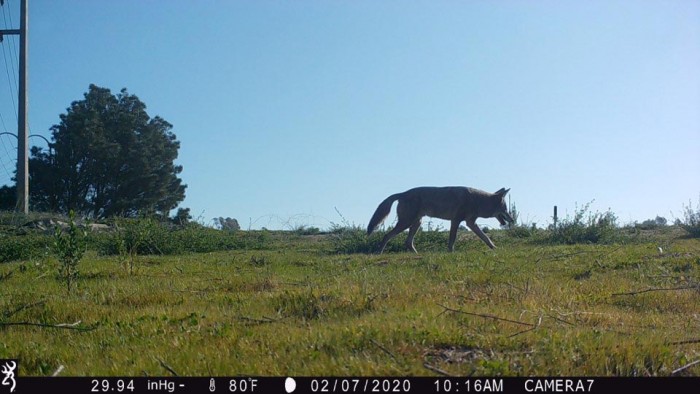 Coyote-Camera-Trap-Day.jpg