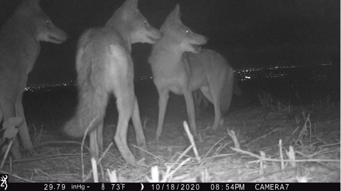 Coyotes-Camera-Trap.jpg