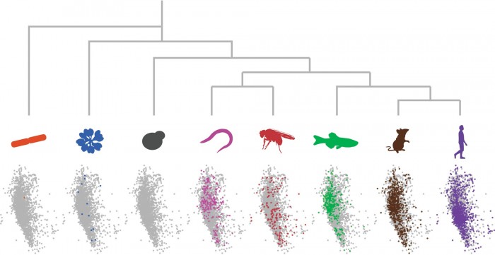 Repetitive-Sequences-Are-Shared-Across-Proteins.jpg