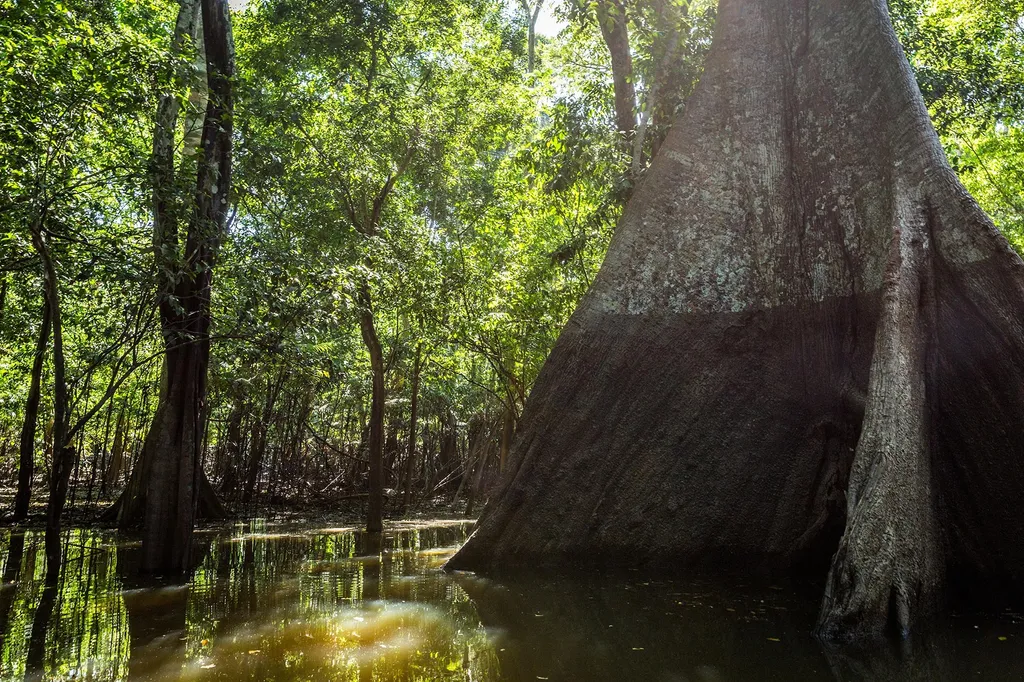 Amazon-Wetland-in-Brazil.webp