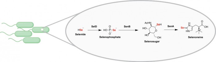 Selenium-Biosynthetic-Pathway.jpg