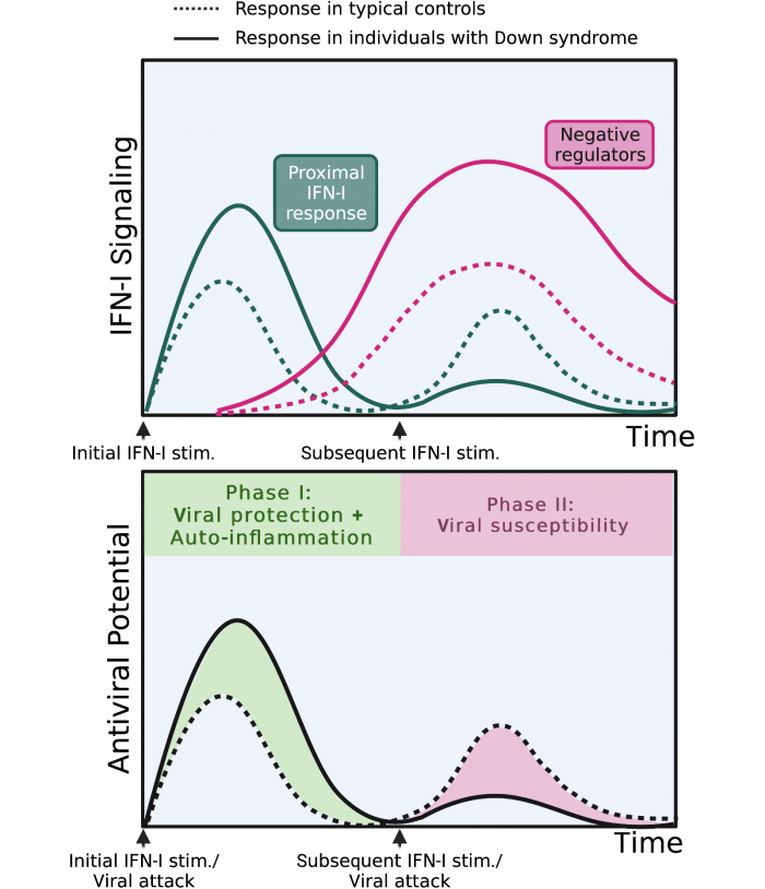 Down-Syndrome-Oscillations-of-Hyper-and-Hypo-Response.png