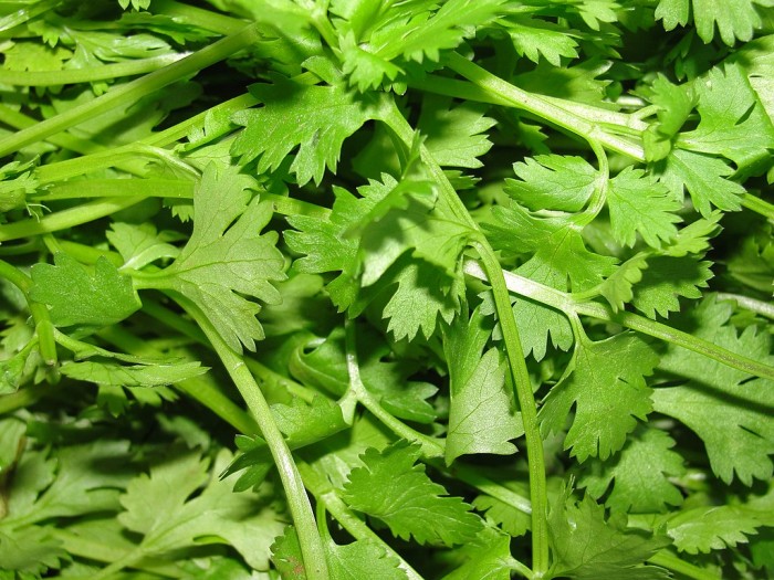 A_scene_of_Coriander_leaves.JPG