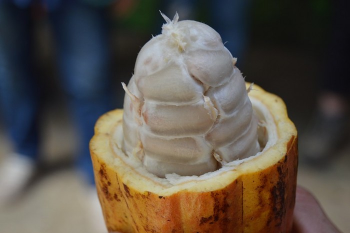 Cocoa_beans_in_cocoa_pod_at_El_Trapiche,_Costa_Rica.jpg