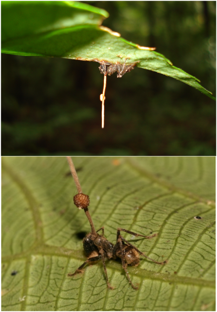 800px-Ophiocordyceps_unilateralis.png