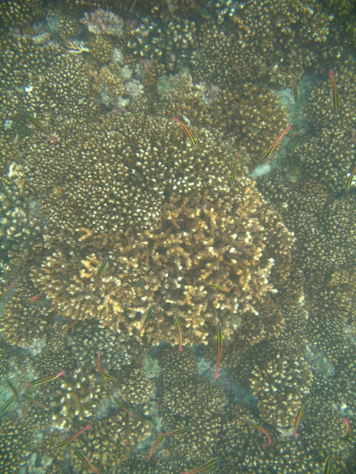 Coral-Reefs-at-Isla-San-Pedrito.jpg