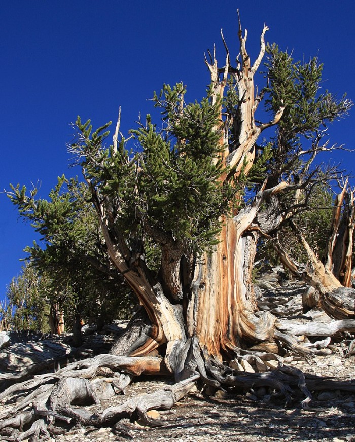 Big_bristlecone_pine_Pinus_longaeva.jpg