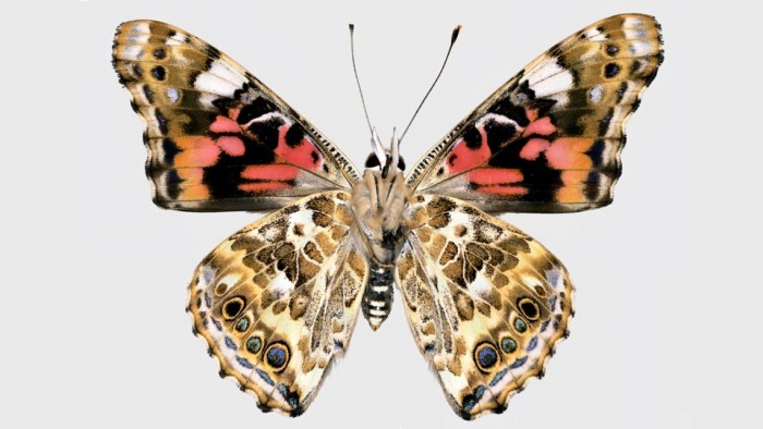 Painted-Lady-Butterfly-Wings.jpg