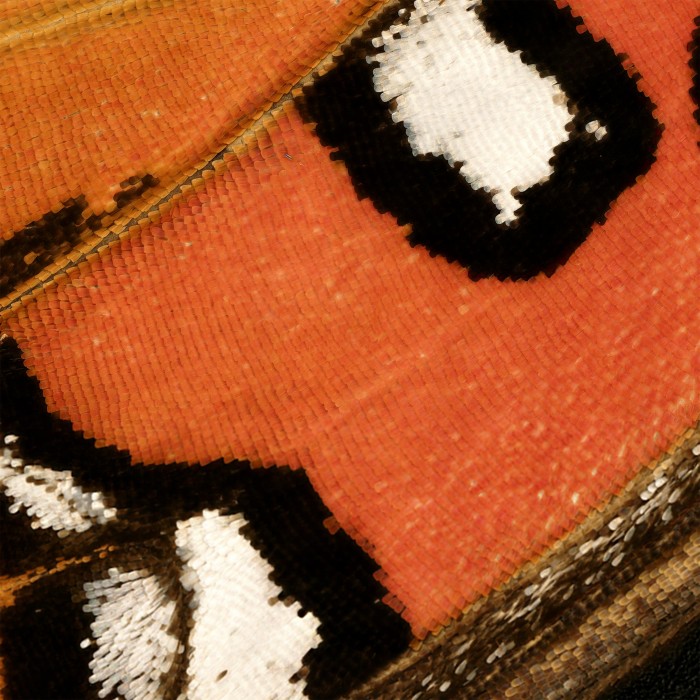 Pattern-Details-of-Gulf-Fritillary-Butterfly-Wing.jpg