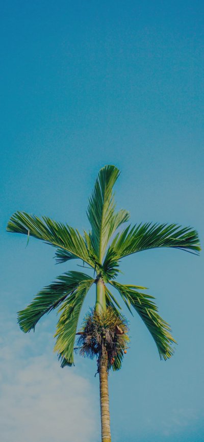 𝙒𝙖𝙡𝙡𝙥𝙖𝙥𝙚𝙧｜夏日灿烂风景壁纸 - 图片 4