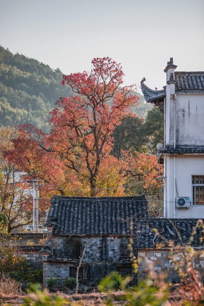 塔川秋画 - 图片 4