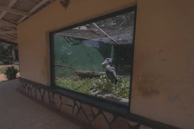 获奖佳作：2025 年度鸟类摄影师大赛获奖作品 - 图片 5