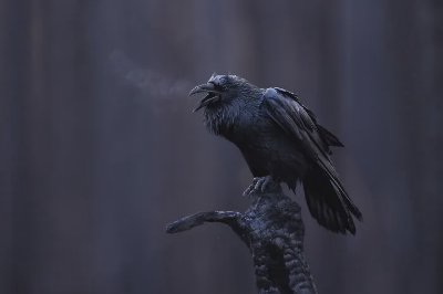拍只鸟就赚了3万块 - 图片 2