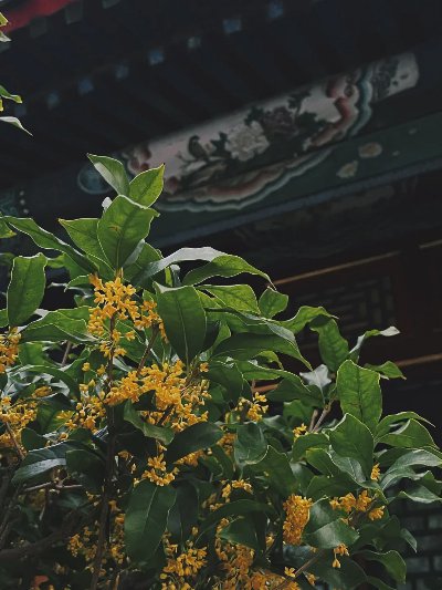 北京之秋便是天堂 - 图片 5