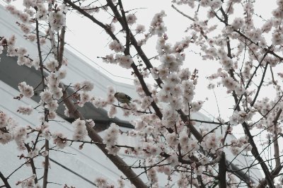 走马| 东京之旅 - 图片 4