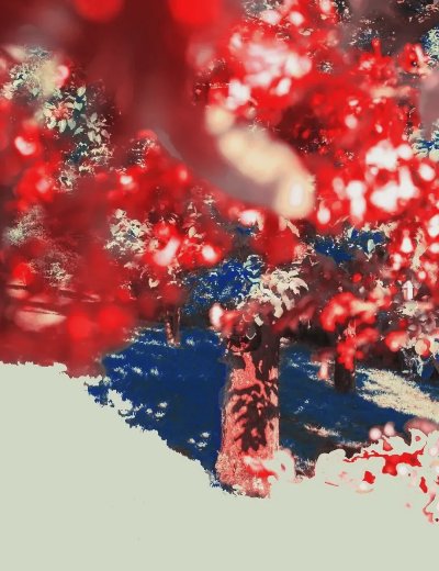 摄影师Erik Madigan Heck || The Garden - 图片 3