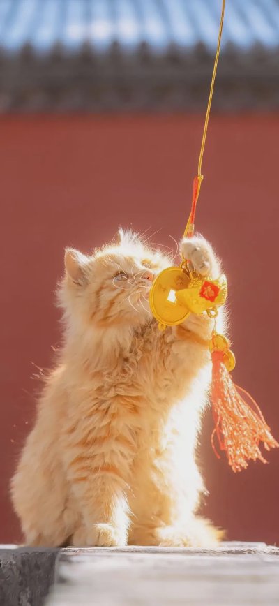 高质量精选手机壁纸 | 直接保存 - 图片 1